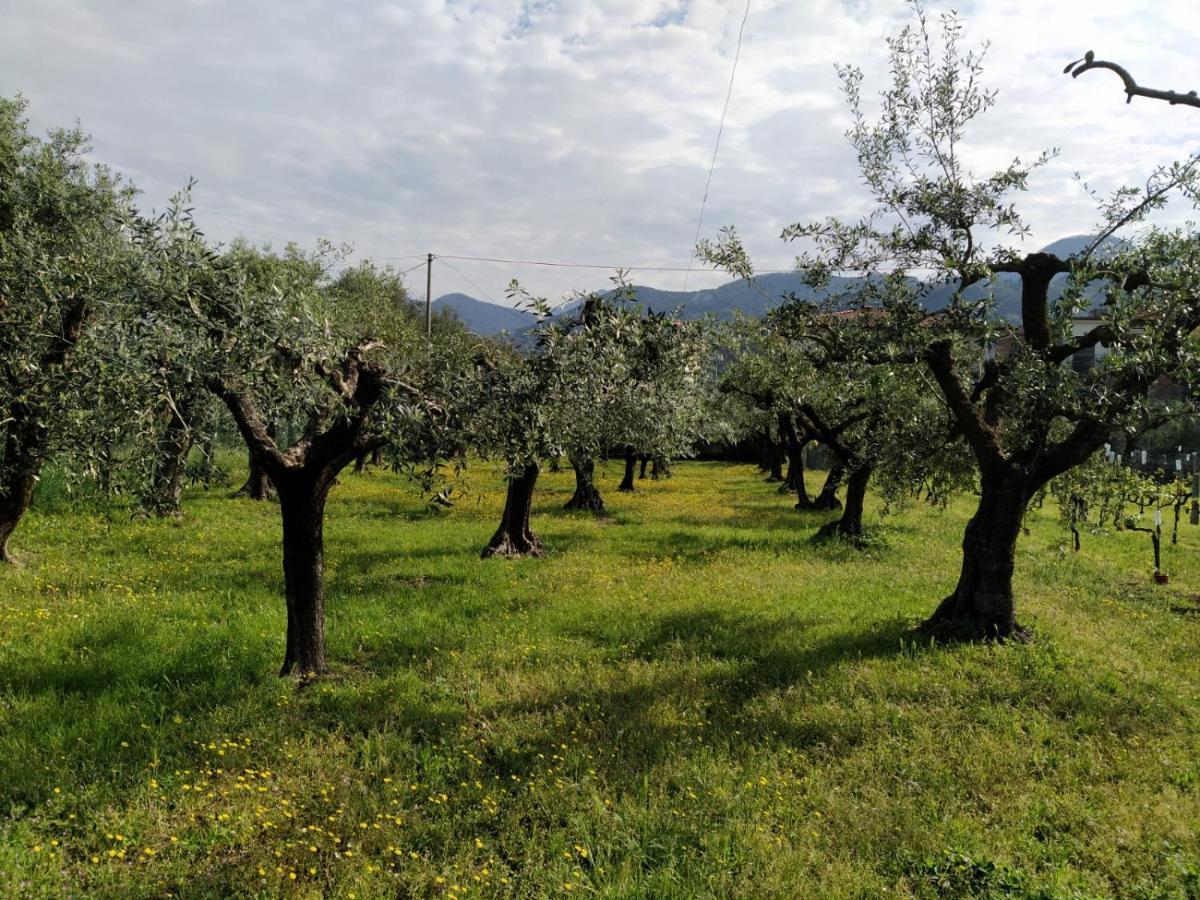 Agriturismo La Vite Maritata Villa Pietrasanta Buitenkant foto